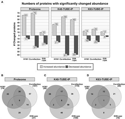 Streptococcus pneumoniae and Influenza A Virus Co-Infection Induces Altered Polyubiquitination in A549 Cells